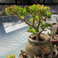 Crassula ovata ‘Crosby’s Compact’ Jade Plant – 1 Live Succulent + Bonus Cutting | Mini Jade