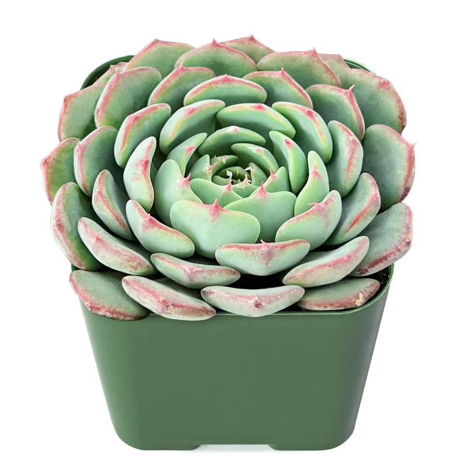 Live Echeveria Minima Succulent Fully Rooted Rosette in 2 Inch Pot, Compact Indoor Decorative Plant