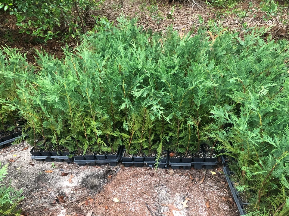 Leyland Cypress Live Plants – 12–18 Inch Trees in Pots, Box of 25, Evergreen Privacy Tree for Planting