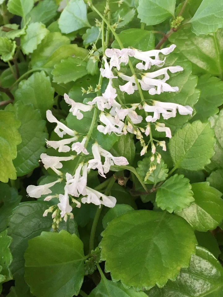Swedish Ivy Cuttings – 4 Live Plectranthus Verticillatus Cuttings 5 Inch for Indoor Houseplant Growing