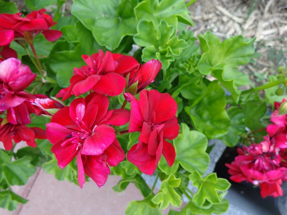 Rose Red Citronella Ivy Geranium Cuttings – 3 Live Pelargonium peltatum Stems 6 Inch Long for Planting