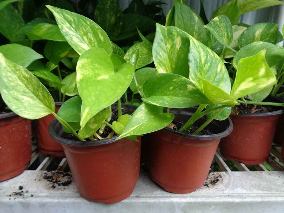 Fully Rooted Pothos Devil’s Ivy Live Houseplant – 2 Bare Root Cuttings, 5–6 Inch Indoor Vine