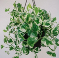 N Joy Pothos Cuttings Set of 4 Live Variegated Houseplant 4–6 Inch Starters