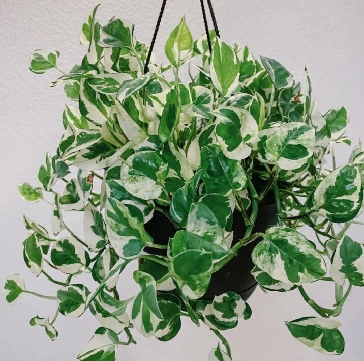 N Joy Pothos Cuttings Set of 4 Live Variegated Houseplant 4–6 Inch Starters