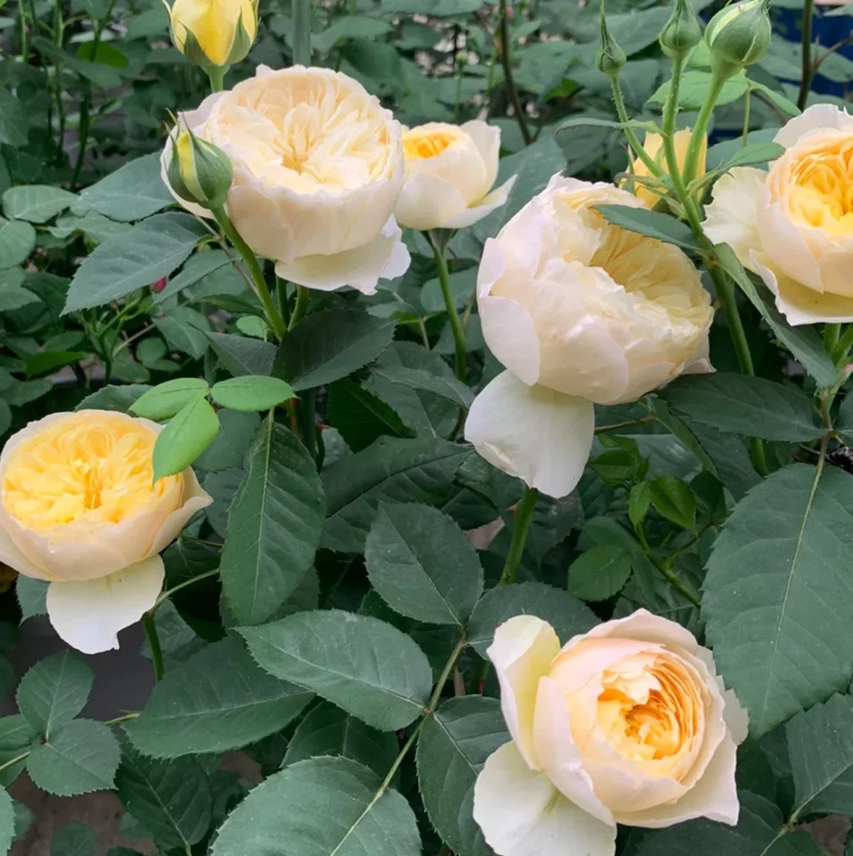 Chirp Chinese Shrub Rose Cuttings – 3 Unrooted Garden Rose Stems for Rooting or Grafting