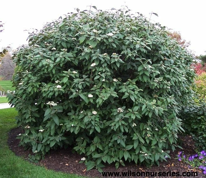 Viburnum ‘Allegheny’ Cuttings for Planting – 6 Flowering Shrub Cuttings, Viburnum x rhytidophylloides (Unrooted)