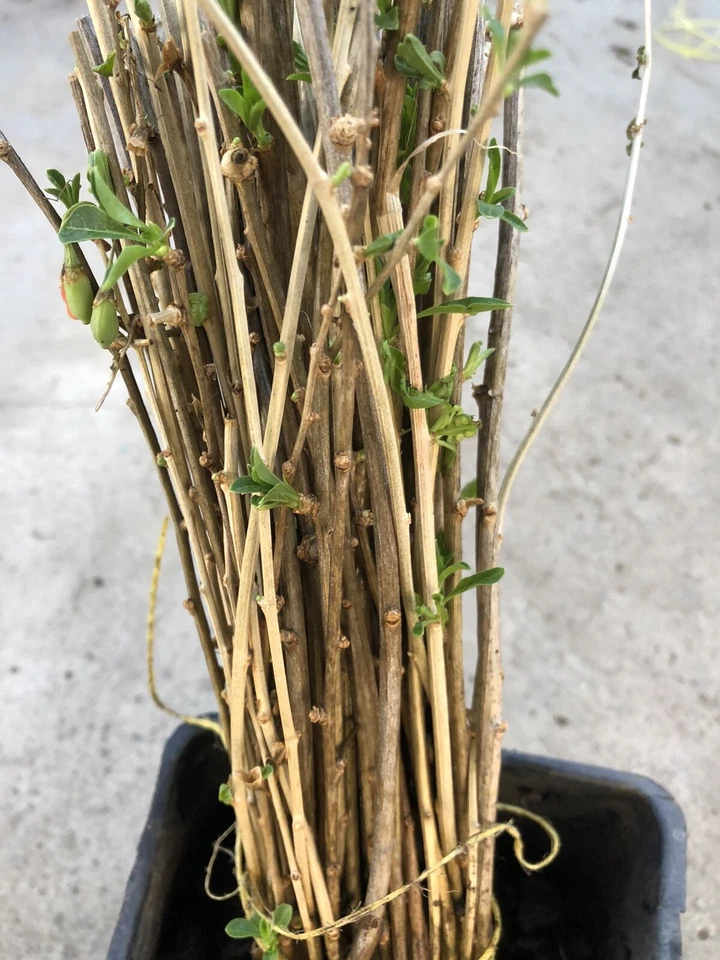 Goji Berry Bare Root Plants – 2 Rooted Lycium Barbarum Cuttings, Live Fruit Shrub Ready to Plant