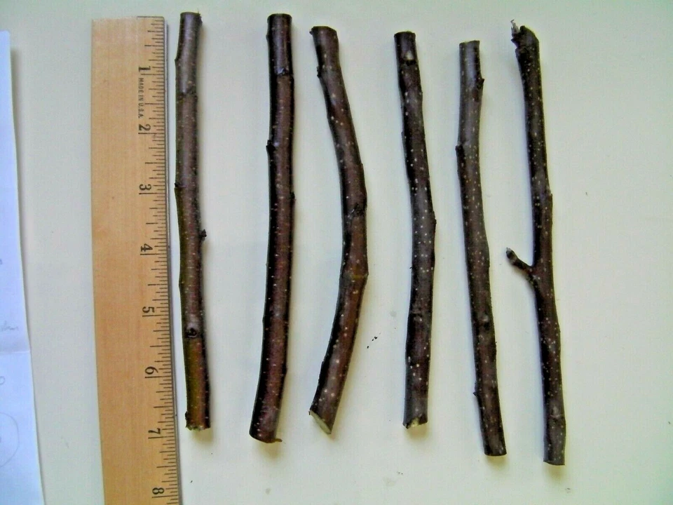 Celeste Fig Tree Cuttings – 40 Live Ficus carica ‘Celeste’ Cuttings, Cold Hardy Fig for Planting