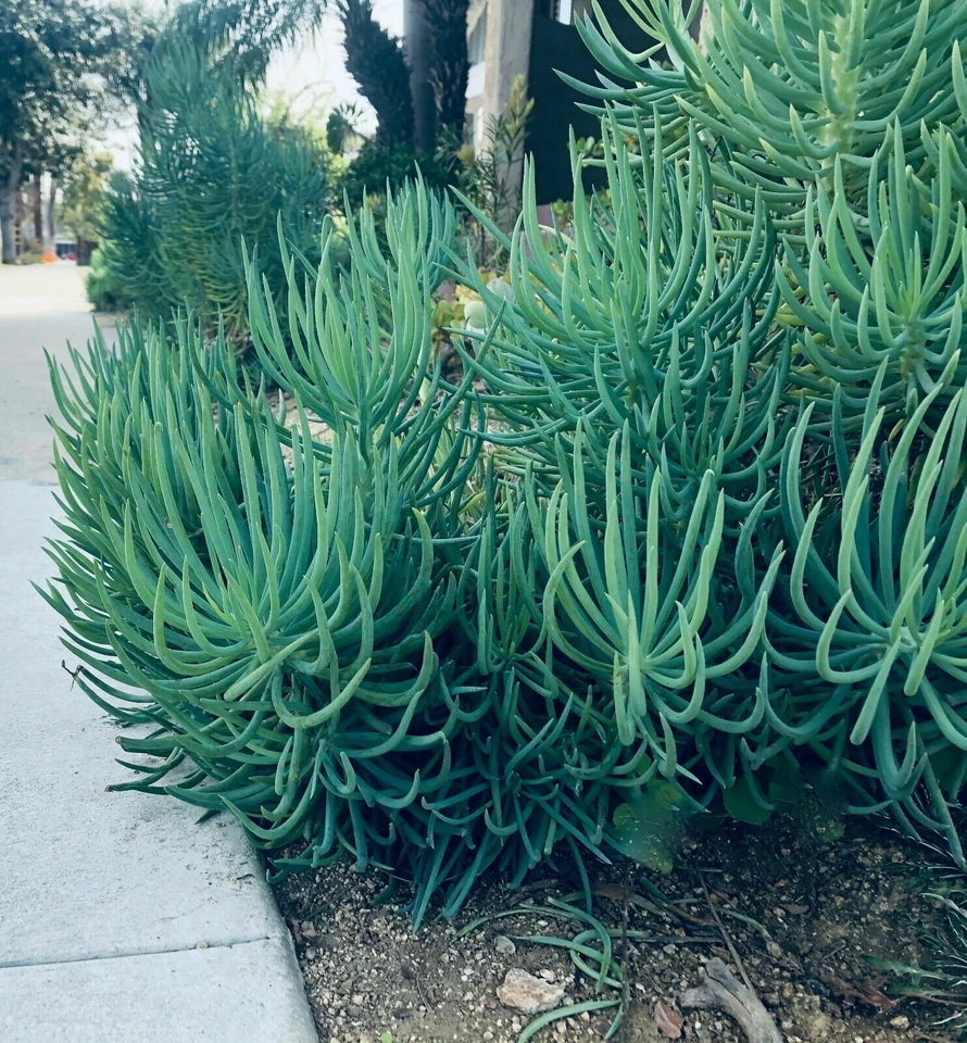 Senecio Vitalis Blue Serpents – 3 Cuttings 6 Inches Each – Chalk Fingers Live Succulent Sticks