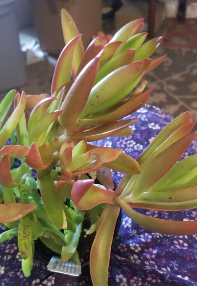 Campfire Succulent Cuttings Crassula Capitella Campfire, Colorful Succulent Plant Cuttings Set of 3