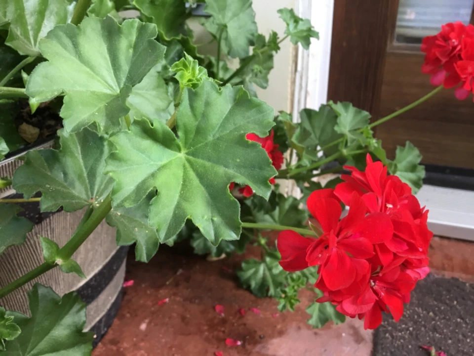 Geranium ‘Mountie Red’ Cuttings – 6 Live Pelargonium Sport Stems for Rooting – Vibrant Red Blooms