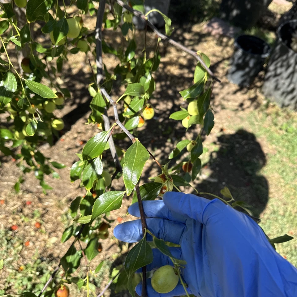Sugarcane Jujube Scions – 3 Fresh 8" Cuttings for Grafting or Budding, Ziziphus jujuba Fruit Tree Variety