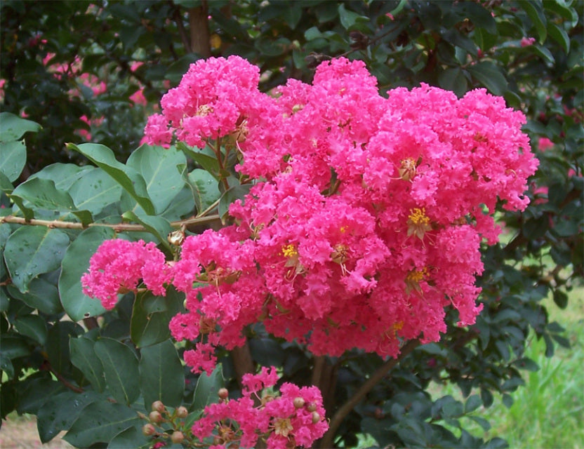 2 Live Hot Pink Crepe Myrtle Plants – Rooted Flowering Trees/Bushes – Lagerstroemia indica Starter Shrubs for Garden & Landscape Color
