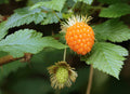 Salmonberry Bush – 1 Bare Root Plant (Rubus spectabilis) – Edible Wild Berry Shrub – Native Perennial for Food Forests & Pollinators