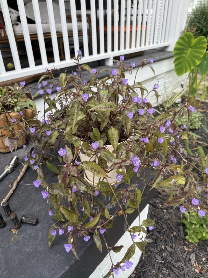 Tinantia Pringlei Plant Cuttings – 5 Spotted Tradescantia Wandering Dude Cuttings, Purple Green Foliage, Ready to Plant