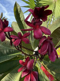 Hawaiian Deep Red Ulaula Plumeria Cutting – 10 Inch Y Shaped Plumeria Rubra Frangipani for Propagation