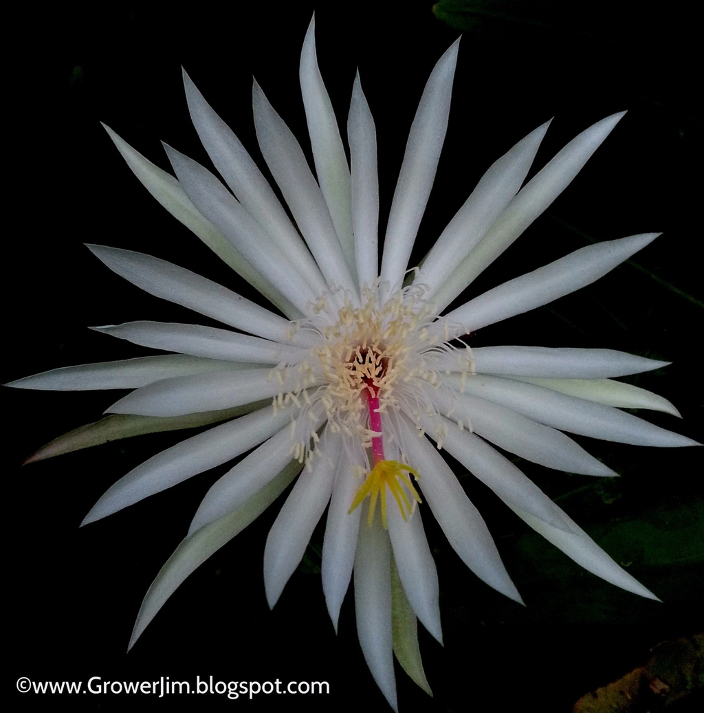 Epiphyllum Hookeri Orchid Cactus Cuttings – 5 Live Night Blooming Cactus Cuttings for Planting