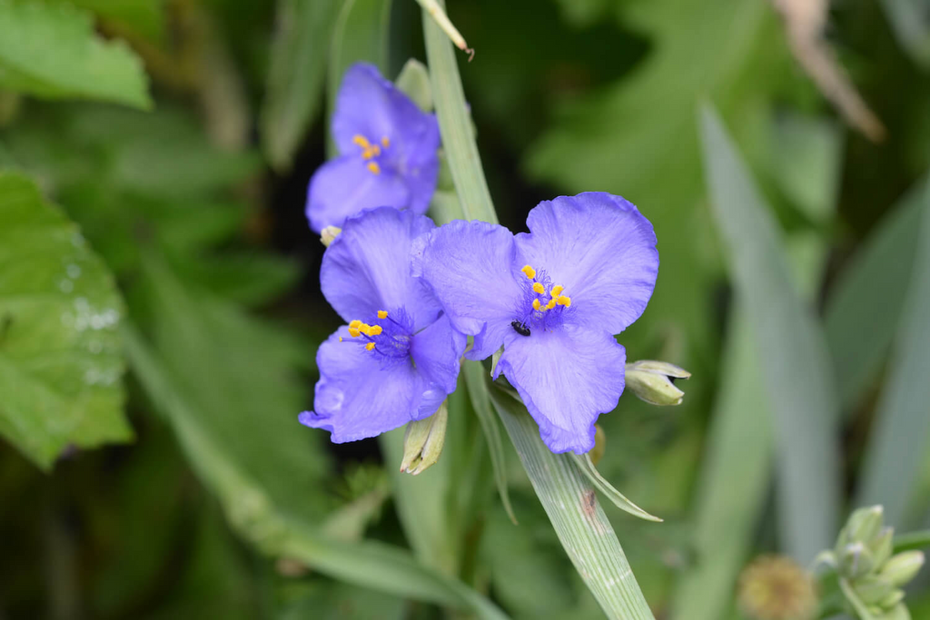 Tradescantia virginiana Cuttings - 10 Blue Spiderwort Stems, Rooted/Unrooted