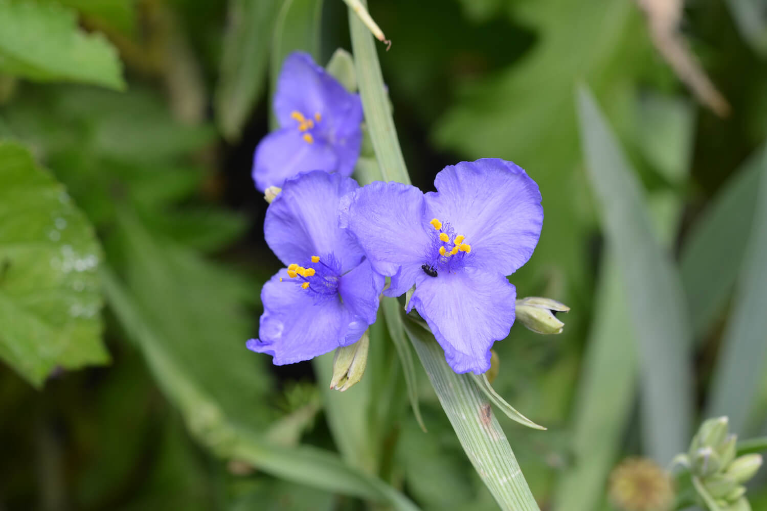 Tradescantia virginiana Cuttings - 10 Blue Spiderwort Stems, Rooted/Unrooted