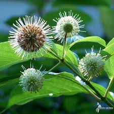 3 Buttonbush Plants - Cephalanthus occidentalis | 12–18” Live Bare Root | Native Shrub for Wetlands, Wildlife & Rain Gardens