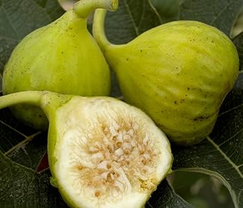 6 Brunswick Fig Tree Unrooted Cuttings 6-8" - Ficus Carica, Sweet Fruit, Easy to Grow, Starter Plant