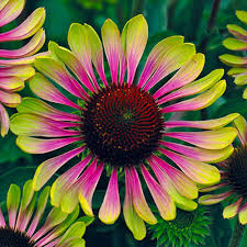 20 Green Twister Purple Coneflower Seeds – Rare Echinacea Seeds for Garden – Vibrant Blooms, Pollinator Friendly Flowers