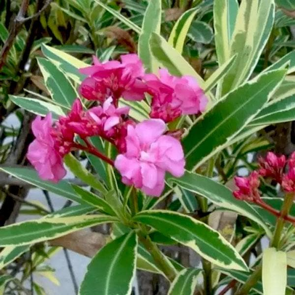 SUPER RARE Oleander 'Nerium' – 5 Fresh Cuttings for Rooting or Grafting | Fragrant Flowering Shrub
