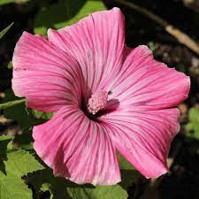 40 Seeds Rose Mallow Dwarf Mix (Hibiscus moscheutos) - Colorful Perennial Flower, Compact, Ideal for Gardens, Attracts Pollinators