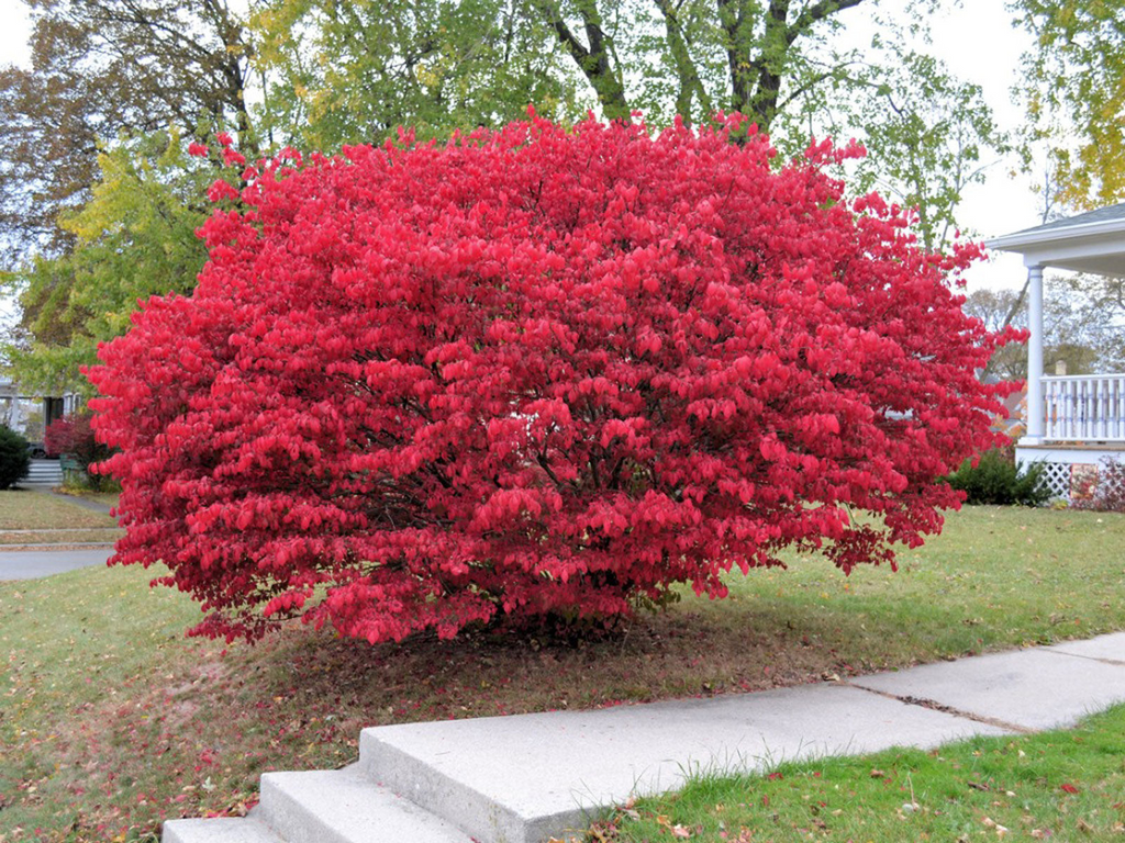 12 Burning Bush Unrooted Cuttings (Euonymus alatus) 6-8" | Dwarf Burning Bush, Ornamental Shrub for Landscaping