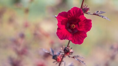 7 Live Cranberry Hibiscus Plant Clippings - Organic Edible Perennial, Perfect for Gardening & Cooking