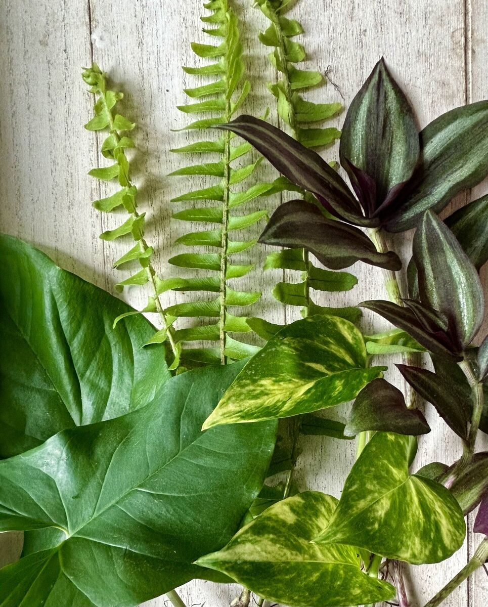 12 Rooted Plant Cuttings (3 Each) - Pothos, Wandering Jew, Arrowhead Vine, Ferns, Easy Care Indoor Plants, Perfect for Propagation