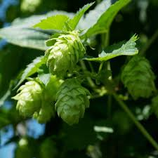 5 Saaz Hops Seeds | Humulus lupulus | Non-GMO Hop Vine for Vertical Gardens, Trellises & Landscapes | Fast-Growing Climber
