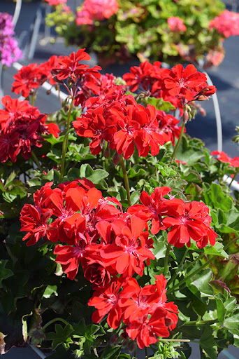 Ivy Geranium 'Mountie Red' - 8 Unrooted Cuttings for Propagation