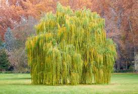 Salix babylonica Cutting, Weeping Willow Bonsai Stock, Thick Trunk, Deciduous Tree, USDA Zones 6-8