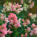 Costa Light Rose II Snapdragon Seeds (Antirrhinum majus) | 1000+ Seeds | Soft Rose-Pink Blooms for Garden & Cut Flowers