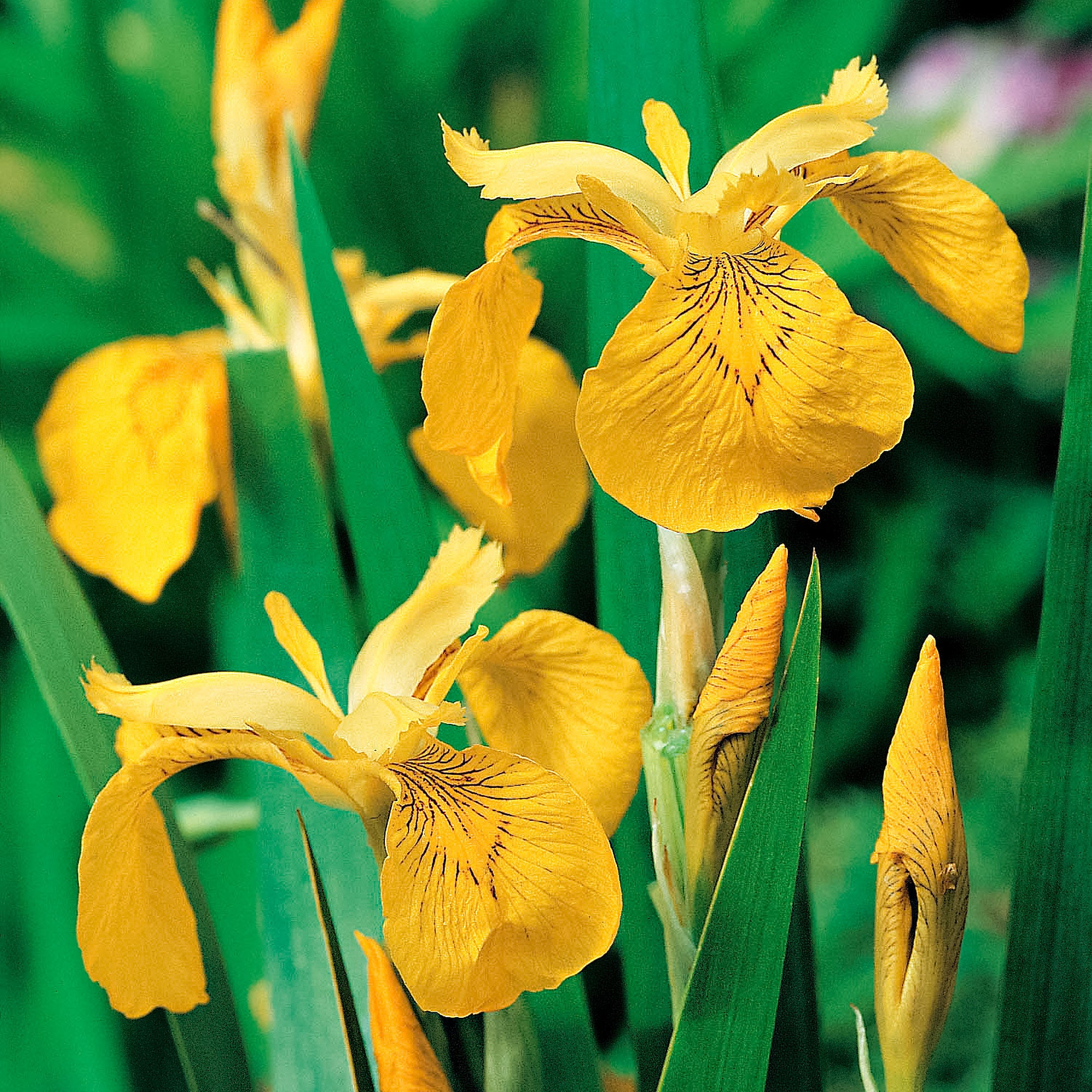 Yellow Water Iris Plants - 5 Bare Root Bog Plants, Pond Marginal, Wet Soil, Hardy Perennial, Zones 3-9, Deer-Resistant, Fast Grower
