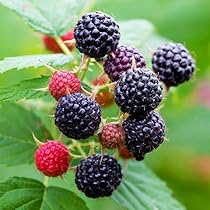 2 Black Hawk Raspberry Plants - Rubus occidentalis | 1–2 Year Old Hardy Live Fruit Plants | Sweet Black Raspberries for Garden