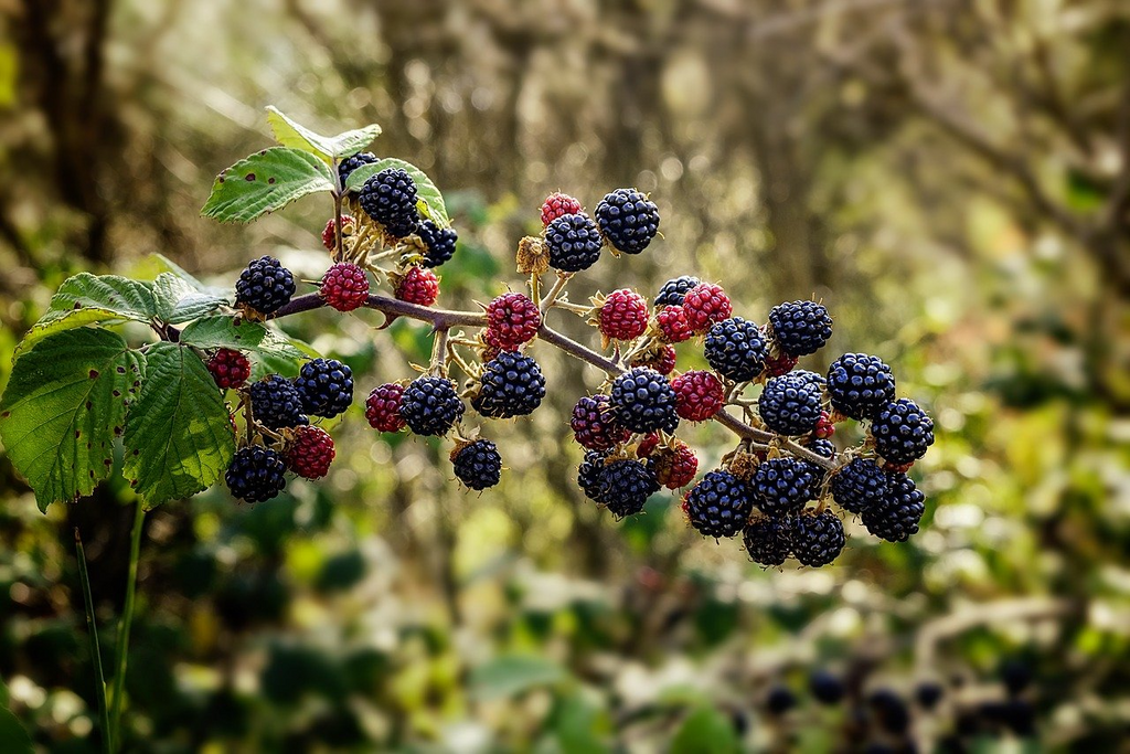Florida Blackberry Cuttings, 7 Live Rooted Clippings, Thorny Bramble, Fruit Bearing, USDA Zones 8-10