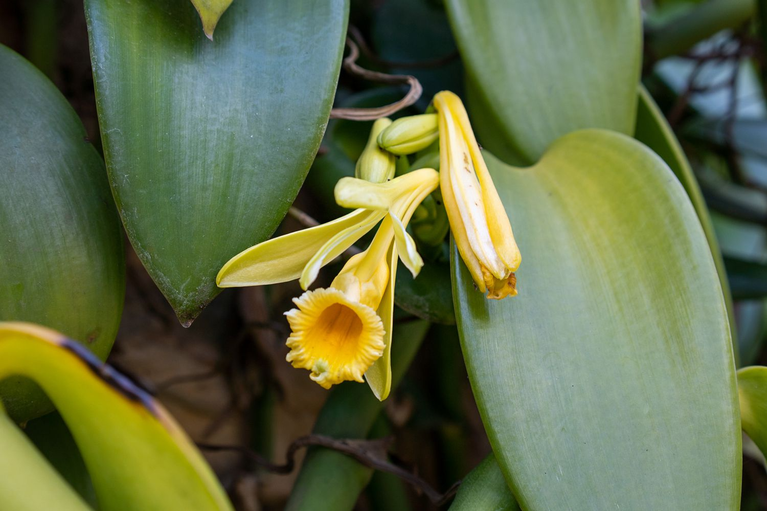 Vanilla Planifolia Cuttings - 12" Fresh Orchid Vine, Grow Your Own Vanilla Beans, Fast-Growing Tropical, Trellis Needed, On Sale Now!