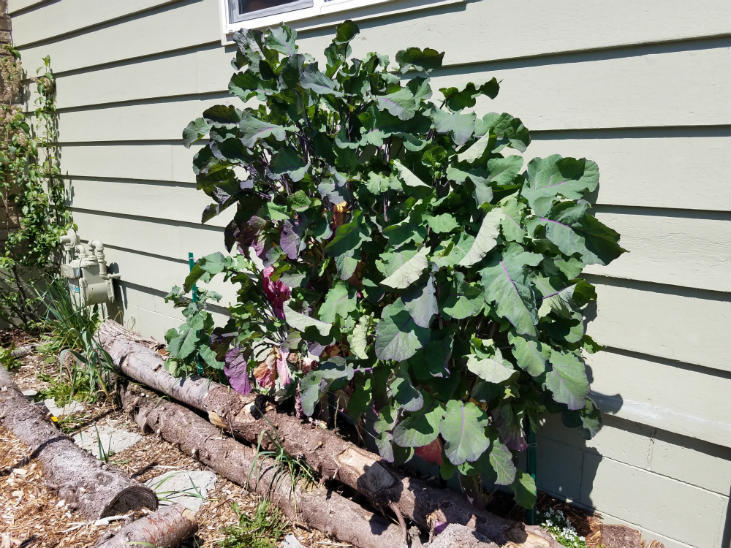 2 Unrooted Perennial Purple Tree Kale Cuttings - Brassica oleracea, Purple Tree Collard, Edible Perennial, Rare Garden Cutting