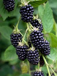 5 Ebony King Blackberry Scion Unrooted Cuttings (Rubus fruticosus), 8-10 Inches, Perfect for Rooting or Grafting, Hardy Fruit Plant