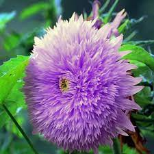 50 Rare Purple Enchanting Giant Teddy Bear Sunflower Seeds - Unique Fluffy Blooms - Easy to Grow - Pollinator Friendly