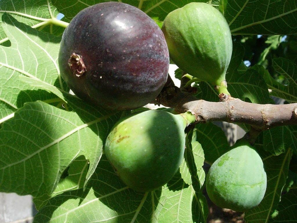 3 Black Mission Fig Trees - Ficus carica | Starter Plants | Sweet Edible Fruit Tree for Containers, Gardens, or Landscapes