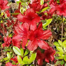 Midnight Flare Azalea Rhododendron, Deciduous Starter Plant, Small Rooted, Vibrant Red Blooms, Zones 5-9, Easy-Care Garden Shrub
