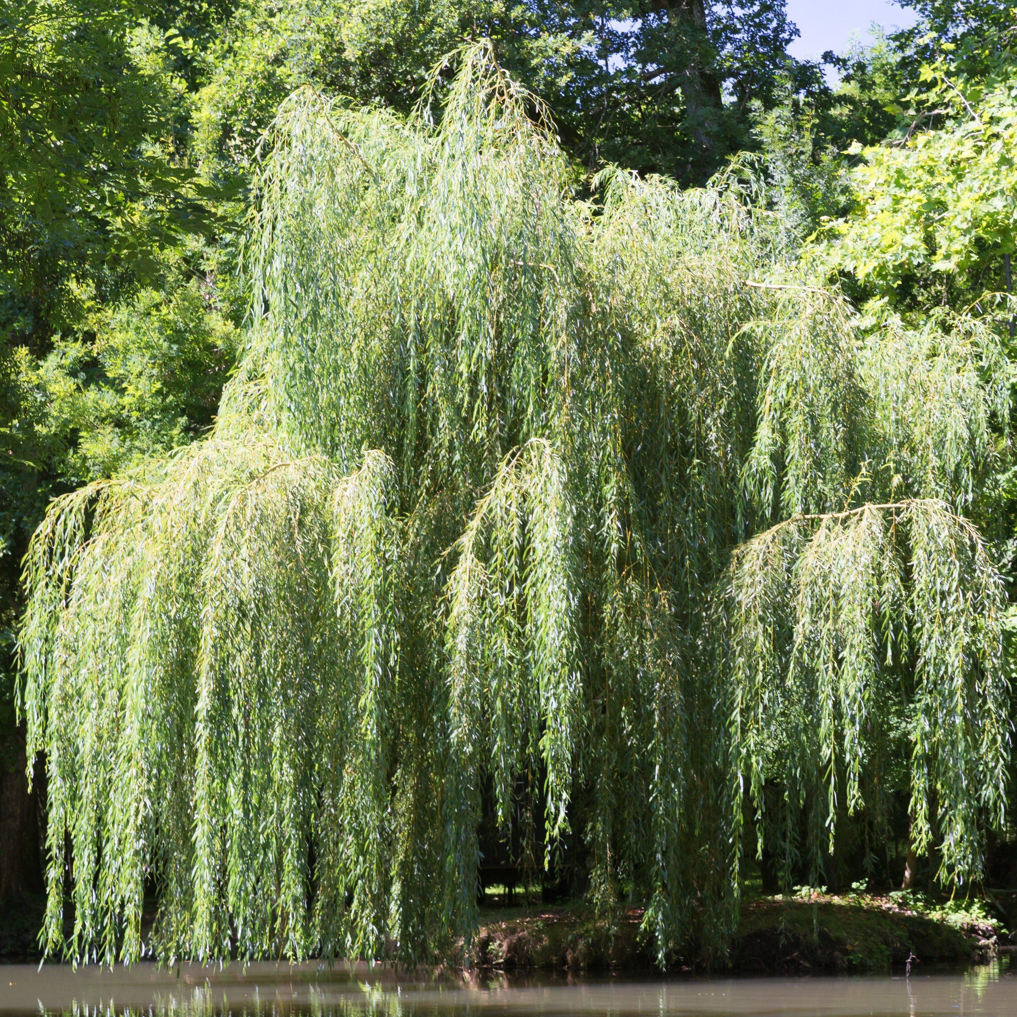 Weeping Willow Cutting - Salix babylonica - 14-24" Bare Root - Fast Growing Tree