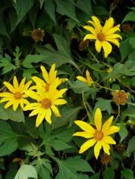 Tithonia Diversifolia 4 Live Rooted Cuttings - Mexican Sunflower - Fast Growing - Chop & Drop Mulch - Pollinator Magnet