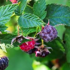 5 Glencoe Raspberry Plants - Thornless Purple Raspberry | Live Starter Plants | Edible Fruit Shrubs for Home Gardens & Berry Patches