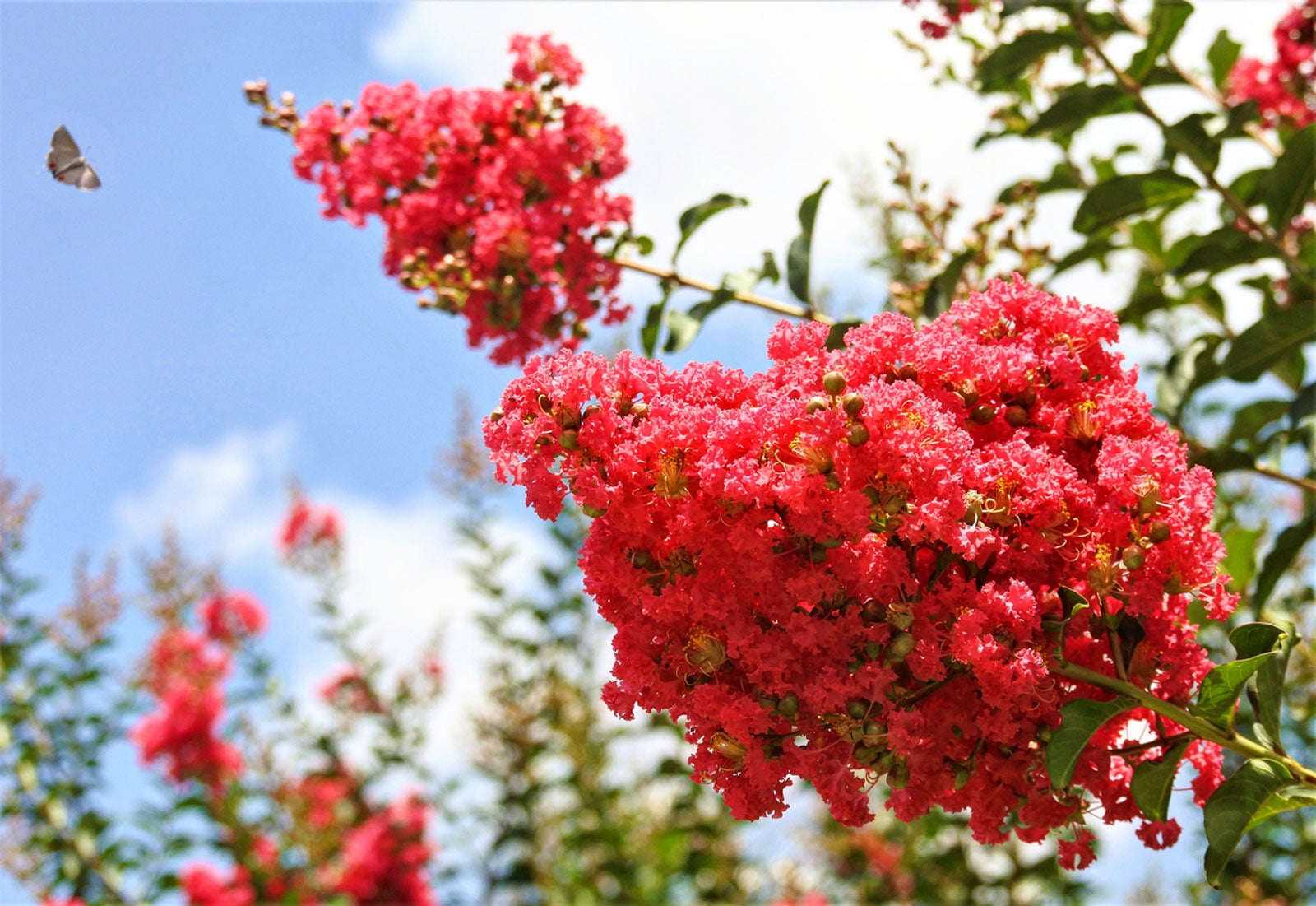 100 Crepe Myrtle Flower Tree Seeds - 6 Bright Colors (Lagerstroemia), Hardy Ornamental Tree, Beautiful Summer Blooms, Colorful Landscape