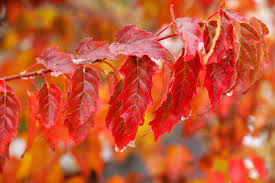 Amur Maple Acer Ginnala – 20 Alaskan Grown Seeds | Easy-to-Grow Hardy Tree, Red Fall Foliage, USA Seller