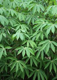 Manihot esculenta Cuttings - 5 Count - Sweet Cassava - Yuca Plant